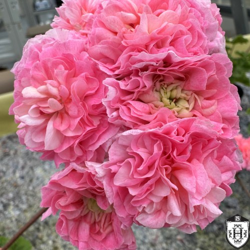 Pelargonium 'Shik Gloria' - Pelargoon 'Shik Gloria' P9/0,55L